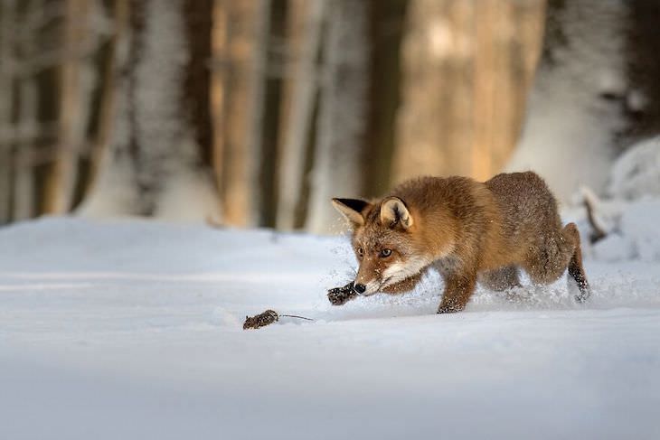 Fotos Ganadoras De La Naturaleza 2020 Pequeño cazador rojo de Lucia Drietomská