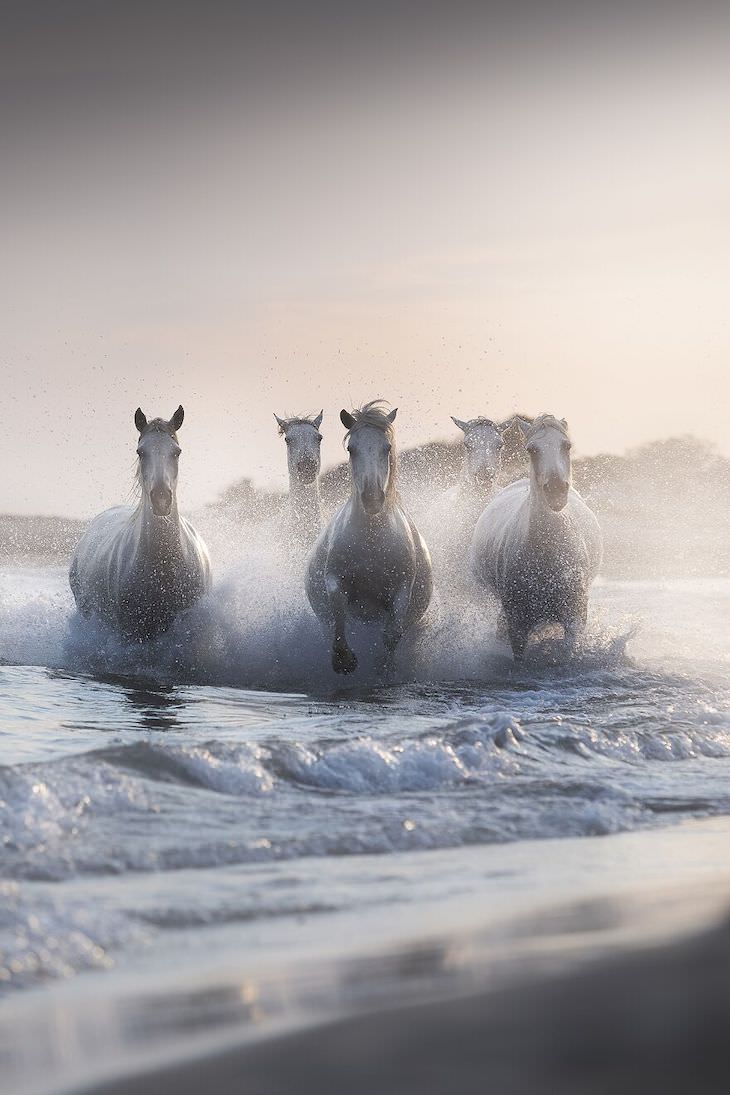Fotos Ganadoras De La Naturaleza 2020 Los caballos de Neptuno por Davide Giannetti