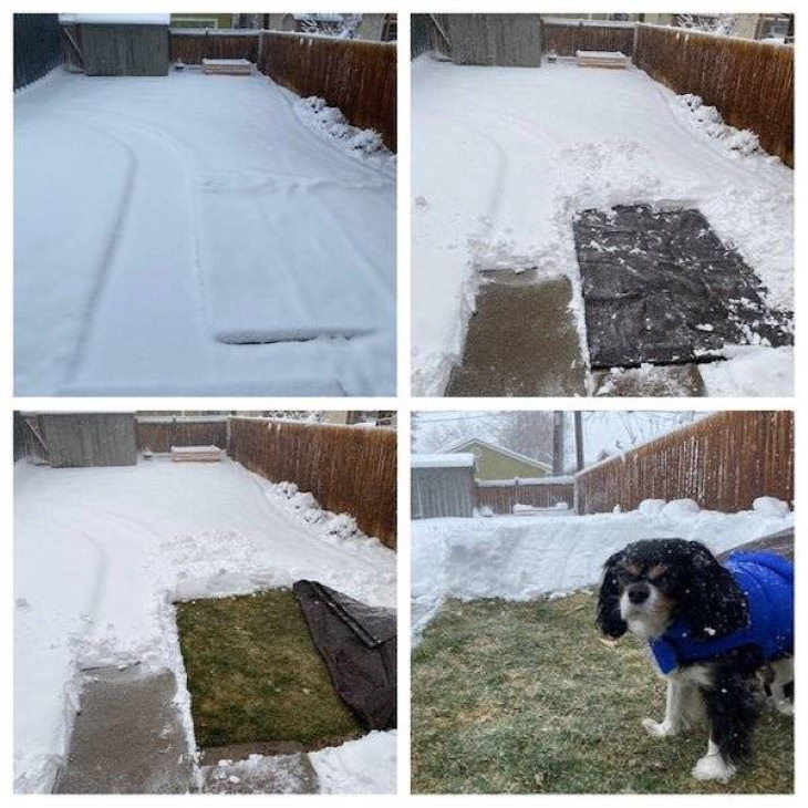 7. Cuando espere nieve, cubra un pedazo de césped con una lona para que su perro pueda ir al baño.