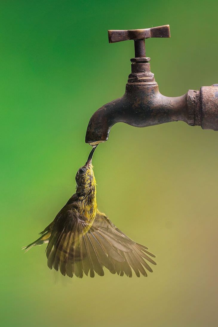 Fotos Ganadoras De La Naturaleza 2020 Magnífico colibrí por Budi Gunawan