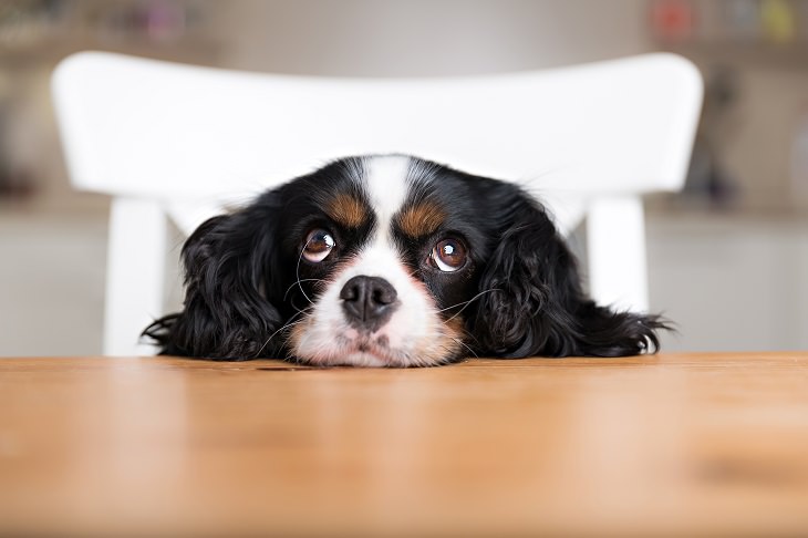 Consejos Para Entrenar a Tu Perro Poner fin al pedido de comida