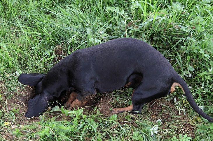 Consejos Para Entrenar a Tu Perro Dejar de excavar