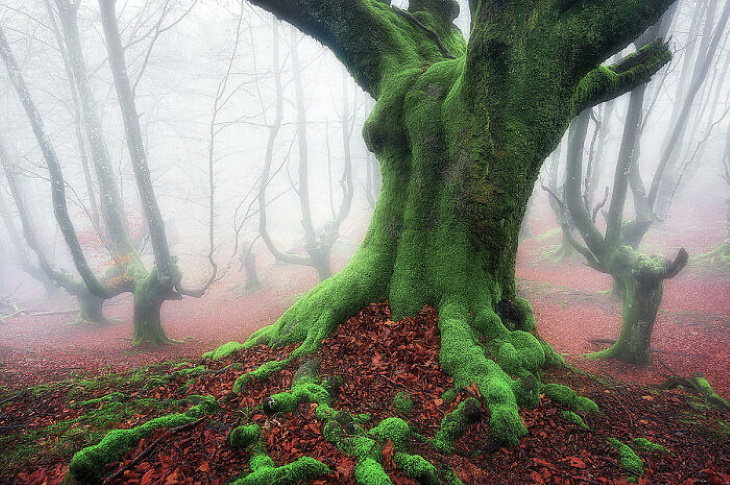 Lugares Espectaculares Árboles cubiertos de musgo verde que contrastan maravillosamente con las hojas rojas recién caídas en el País Vasco, España