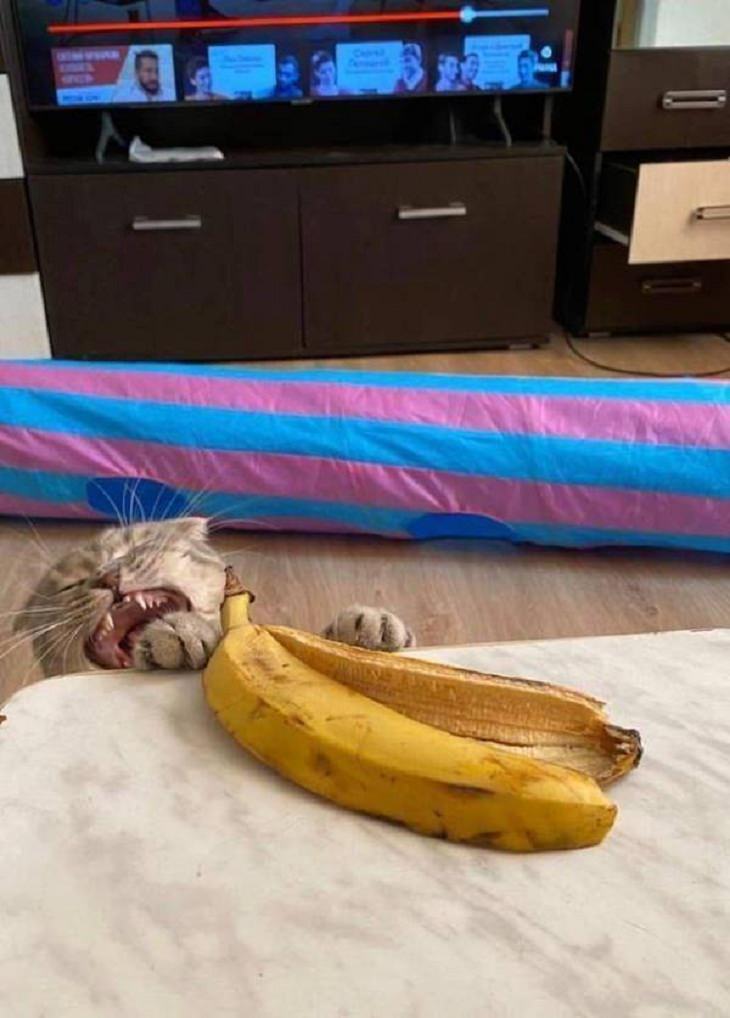Animales Divertidos Gato llorando junto a un plátano