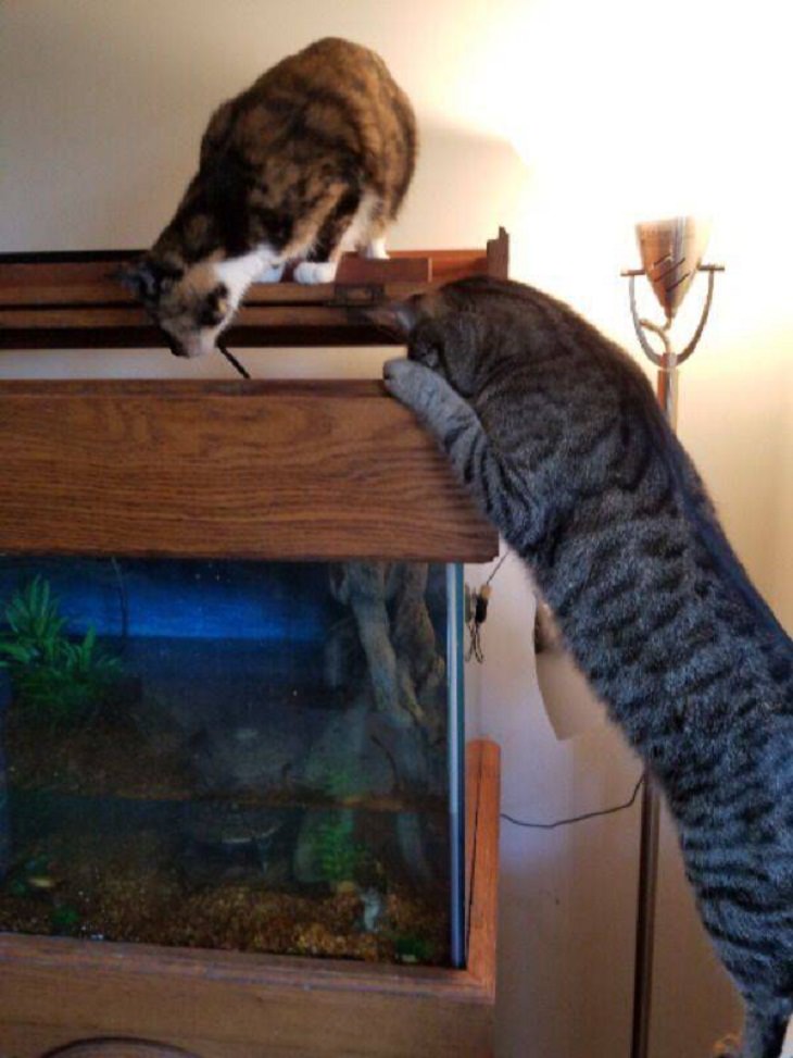 Animales Divertidos Gatos observando estanque de peces