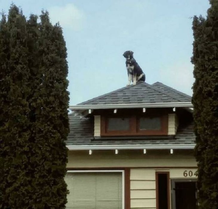 Animales Divertidos Perro en el techo