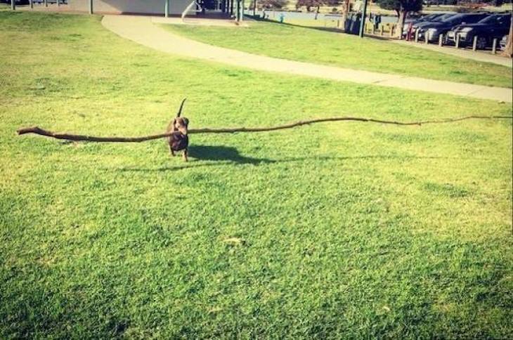 Animales Divertidos Perro salchicha cargando rama de árbol