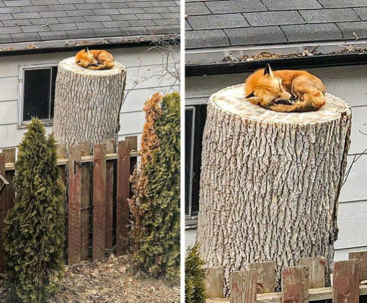 Fotos De Animales Tomadas En El Momento Perfecto El pequeño zorro más dulce durmiendo en el tocón de un árbol