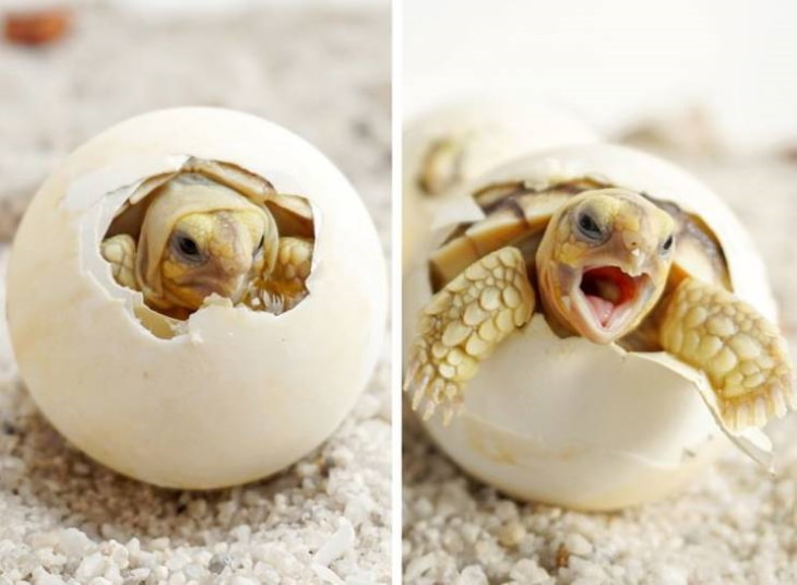 Fotos De Animales Tomadas En El Momento Perfecto Una cría de tortuga eclosionando