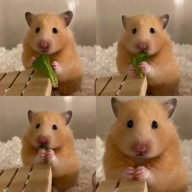 Fotos De Animales Tomadas En El Momento Perfecto Incluso este pequeño hamster está triste cuando tiene que comer ensalada para la cena