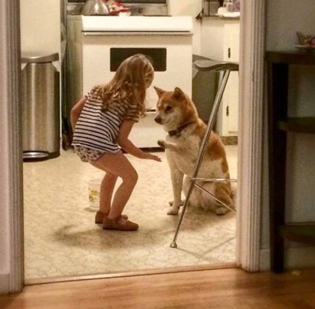 Fotos De Animales Tomadas En El Momento Perfecto Perro dando la pata a una niña