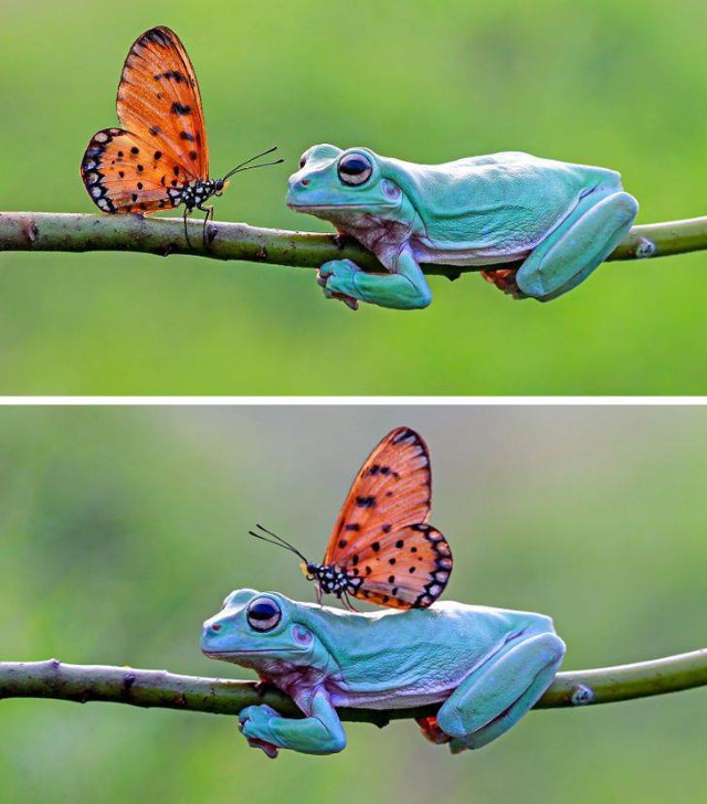 Fotos De Animales Tomadas En El Momento Perfecto Rana y mariposa juntas