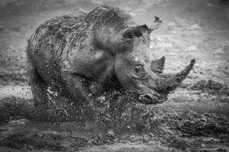 Fotos Ganadoras Premios De La Naturaleza Comportamiento - Mamíferos, finalista: "Rinoceronte enlodado" de Darren Donovan (Sudáfrica)
