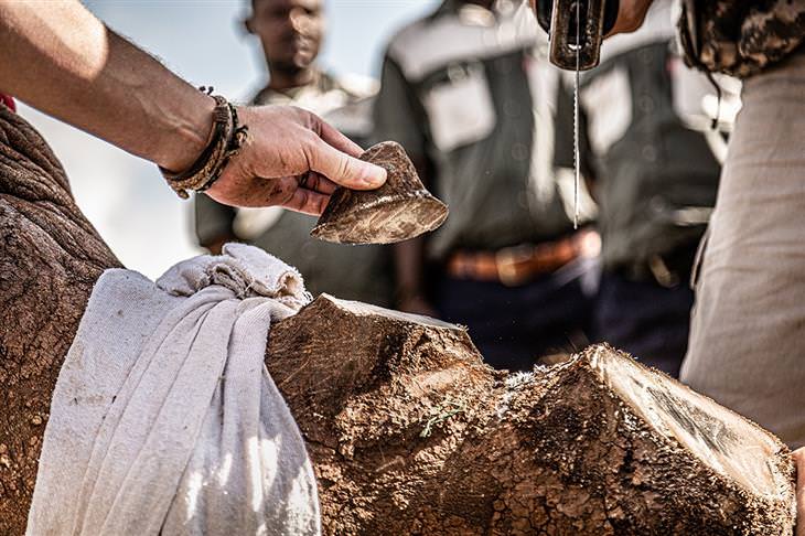 Fotos Ganadoras Premios De La Naturaleza Descripción: "Un rinoceronte blanco es descornado para evitar ser asesinado por cazadores furtivos, una estrategia de conservación triste pero efectiva"