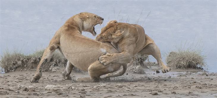 Fotos Ganadoras Premios De La Naturaleza Comportamiento - Ganador de mamíferos: "Pelea de leonas” de Patrick Nowotny (EE. UU.)
