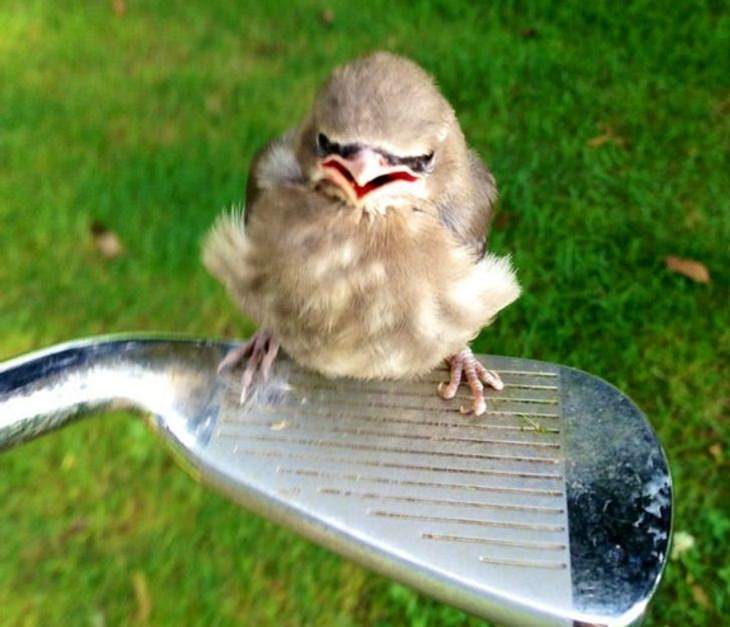  Divertidas De Animales Con Reacciones Graciosas Pájaro con cara enojada