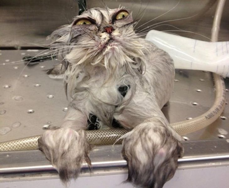  Divertidas De Animales Con Reacciones Graciosas Gato en la ducha