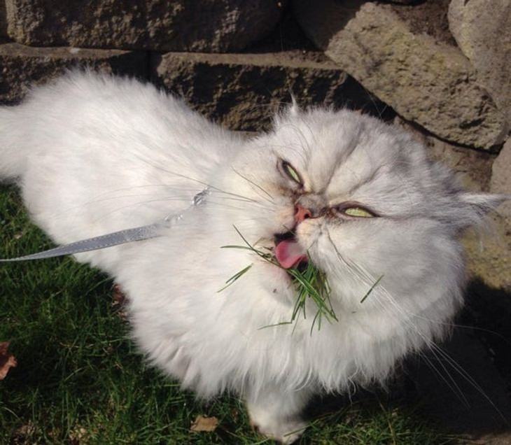  Divertidas De Animales Con Reacciones Graciosas Gato comiendo hierba