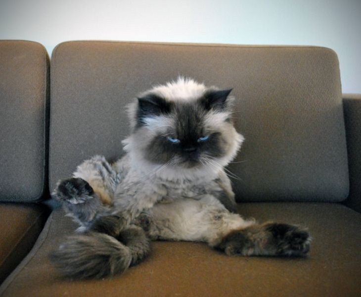  Divertidas De Animales Con Reacciones Graciosas Gato en el sofá