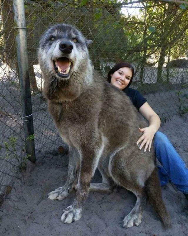 Fotos De Comparaciones Yuki es un perro lobo gigante y adorable que fue rescatado de un refugio de caza por un santuario de lobos