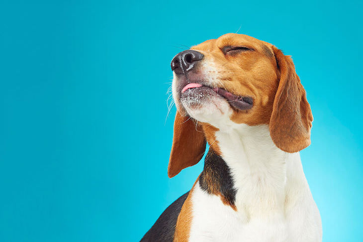 Retratos De Perros Divertidos y Conmovedores  Un poco de ensueño con Berry El Beagle