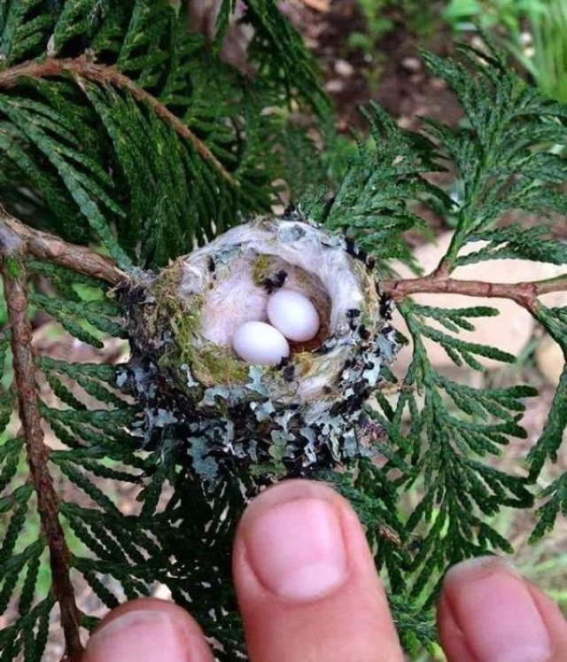 Fotos De Comparaciones Un nido de colibrí con huevos