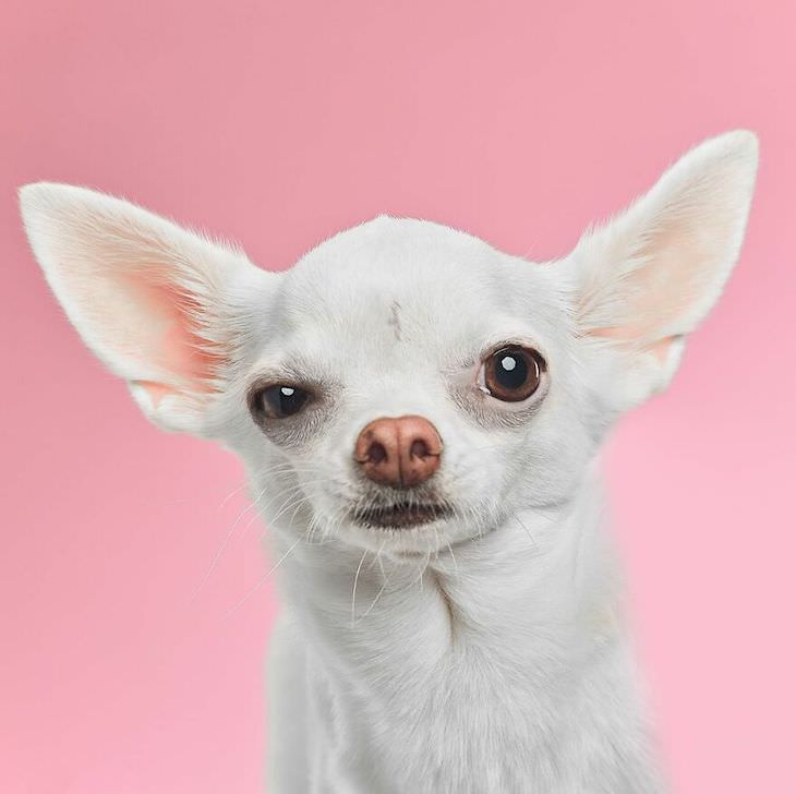 Retratos De Perros Divertidos y Conmovedores Pinky el Chihuahua obtuvo su nombre para el ratón de la famosa caricatura Pinky y Cerebro