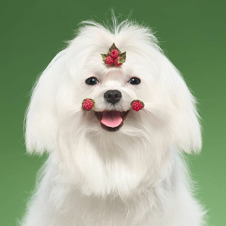 Retratos De Perros Divertidos y Conmovedores Conoce a Strawberry, la maltesa más adorable y feliz