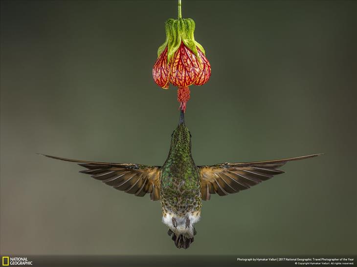 Fotos Asombrosas Del Planeta Tierra “Colibrí colihabano” en Ecuador