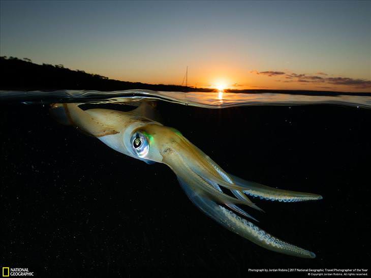 Fotos Asombrosas Del Planeta Tierra “Puesta de sol de calamar del sur de California” en Jervis Bay, Nueva Gales del Sur, Australia
