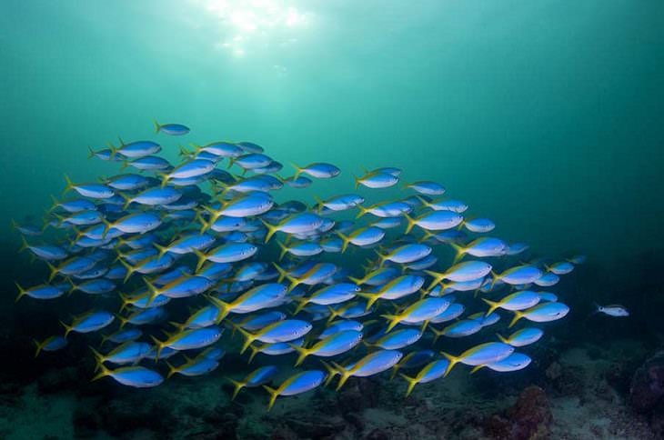 Fotografías De Peces Hermosos Del Océano peces de colores nadando