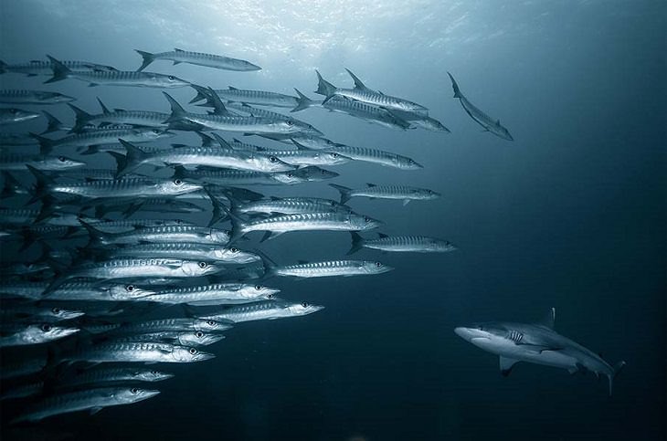 Fotografías De Peces Hermosos Del Océano Peces que se encuentran con un tiburón
