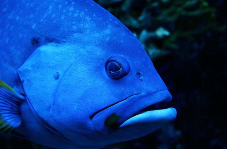 Fotografías De Peces Hermosos Del Océano Pez azul grande