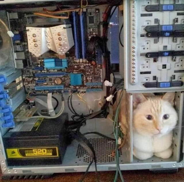 Gatos Que Se Sientan Donde Quieren Gato en la computadora