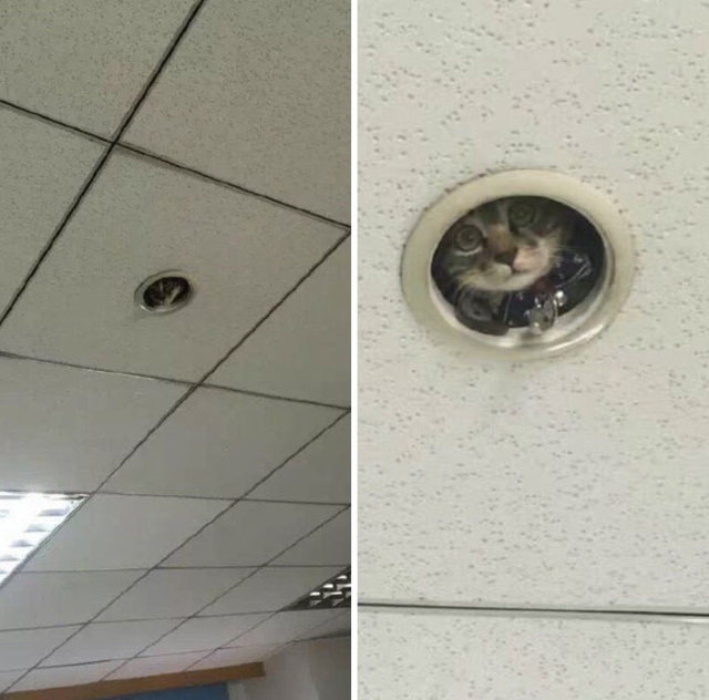 Gatos Que Se Sientan Donde Quieren Gato asomando en el techo