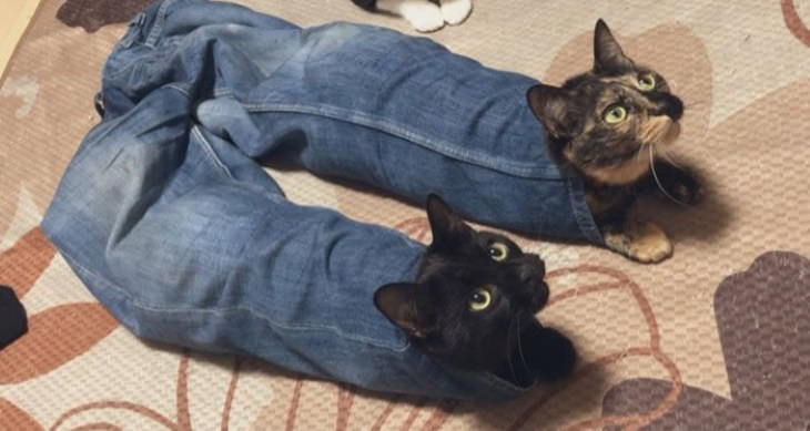 Gatos Que Se Sientan Donde Quieren Gatos en jeans