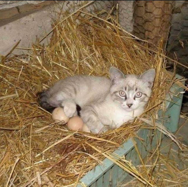 Gatos Que Se Sientan Donde Quieren Gato cuidando huevos de ave