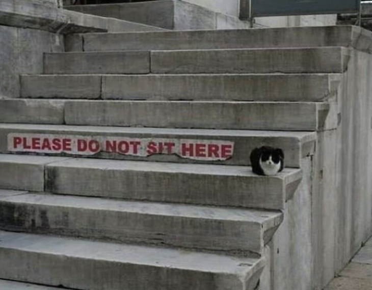 Gatos Que Se Sientan Donde Quieren Gato en la escalera