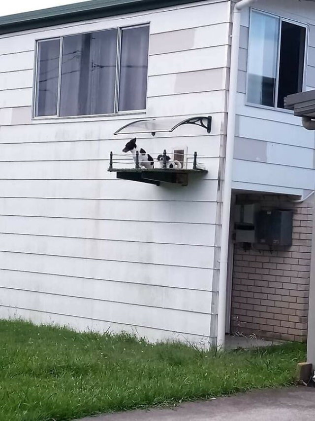 7. ¡Qué lindo! Estos perritos tienen su propio pequeño balcón.