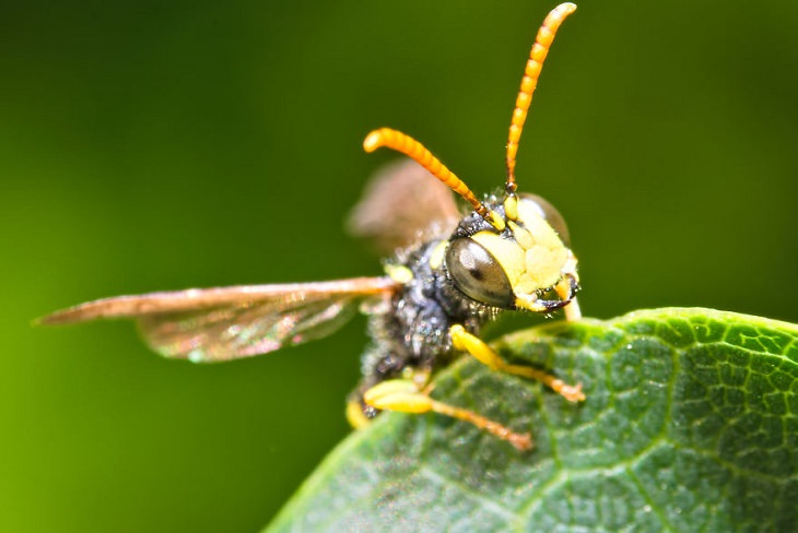 15 Fotos Macro De La Naturaleza Pequeña avispa que imita a una mosca