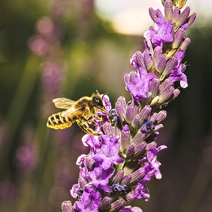 15 Fotos Macro De La Naturaleza Miel de abeja sobre lavanda