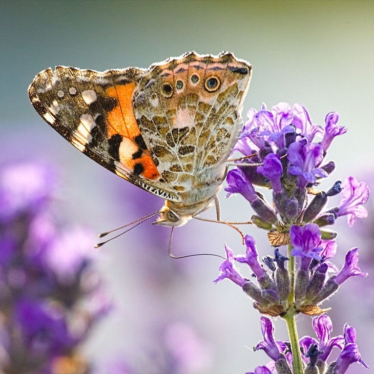 15 Fotos Macro De La Naturaleza Mariposa sobre lavanda