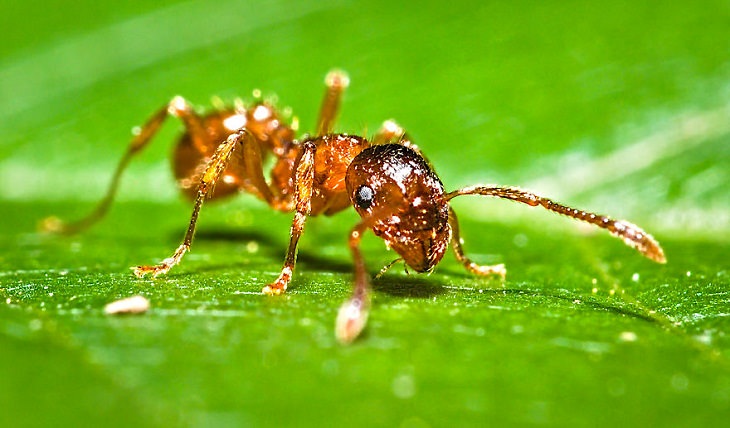 15 Fotos Macro De La Naturaleza Hormiga en una hoja