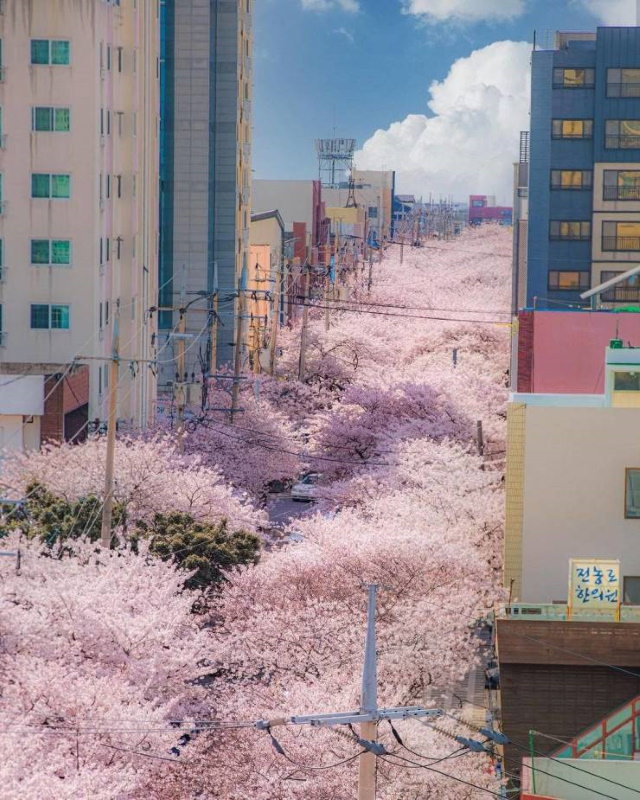 20 Asomborosas Fotografías Ciudad de Jeju adornada con los cerezos en flor (Isla de Jeju, Corea del Sur)