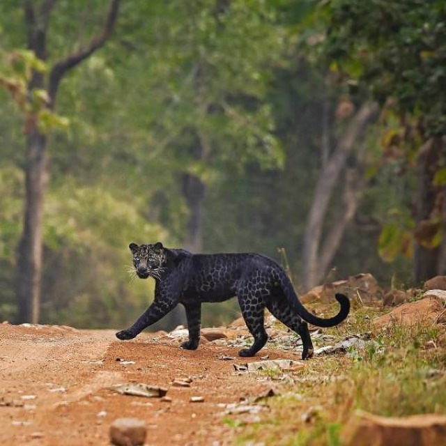 20 Asomborosas Fotografías Un leopardo melánico capturado en el parque nacional Tadoba, India