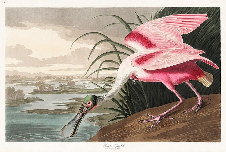 7 Artistas Pioneros De La Acuarela John James Audubon Espátula rosada de Las Aves de América (1827)