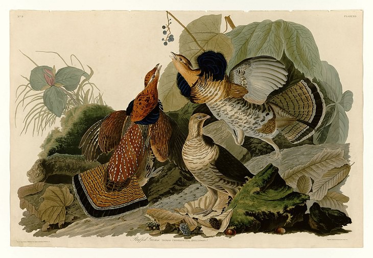 7 Artistas Pioneros De La Acuarela John James Audubon Representación de un urogallo en el libro Las Aves de América 