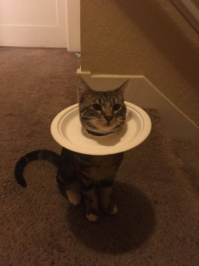 6. Algunos gatos odian llevar el cono, pero les parece bien un plato de papel normal.