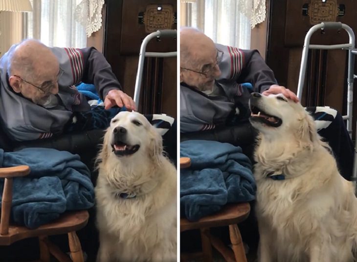 15 Dulces Fotos De Perros Con Las Sonrisas Más Alegre Perro siendo acariciado por un anciano