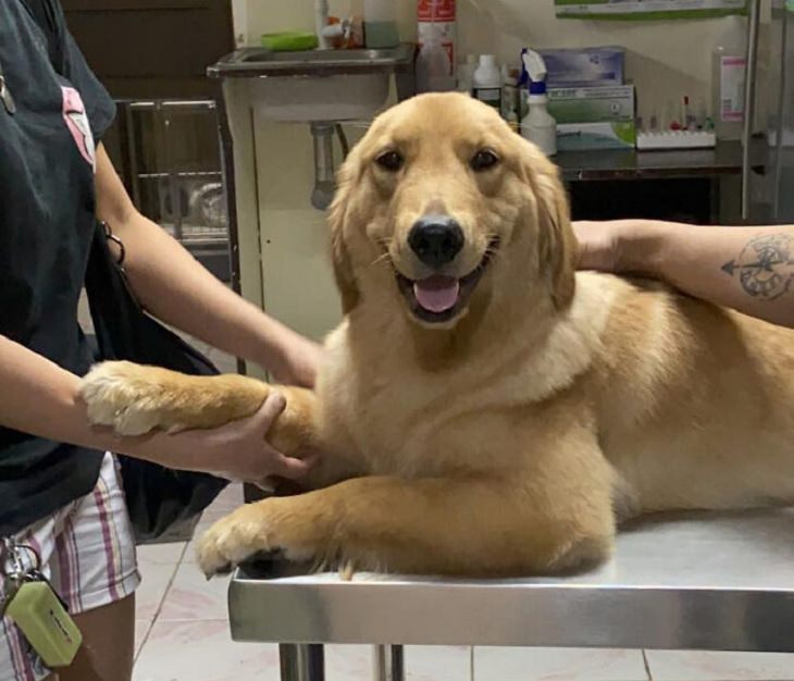 15 Dulces Fotos De Perros Con Las Sonrisas Más Alegres Perro en el veterinario